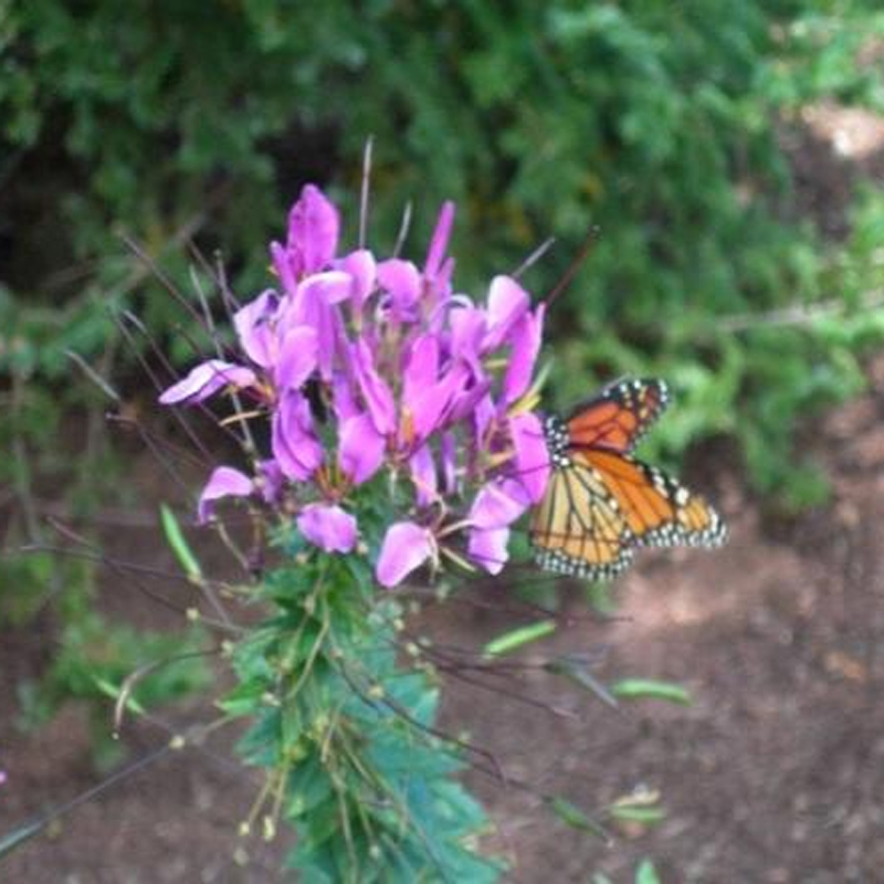 pink flowers and butterfly